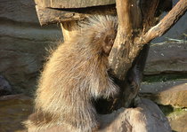 Baumstachler in der Tiefenentspannung