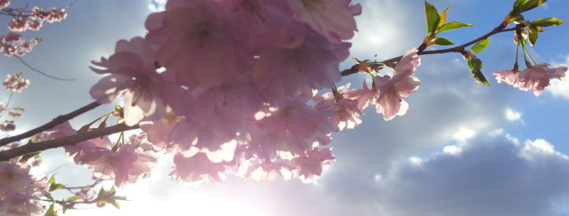 Kirschblüten